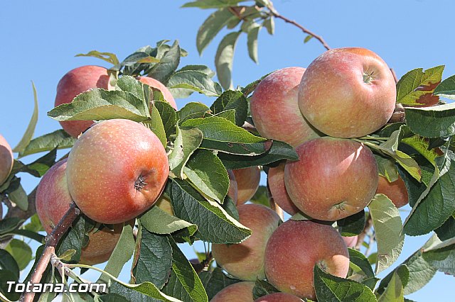 Entrevista. Higos de pala o higos chumbos y la plaga que afecta a las paleras - 54