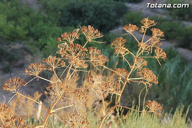 Procesin de La Huerta 2014 - 127