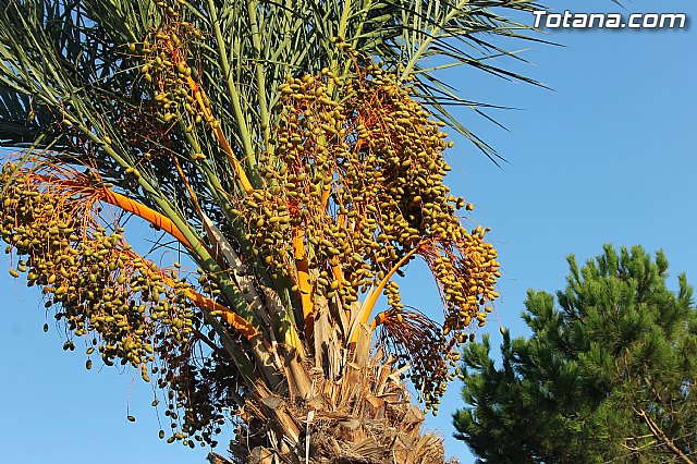 Procesin de La Huerta 2014 - 169