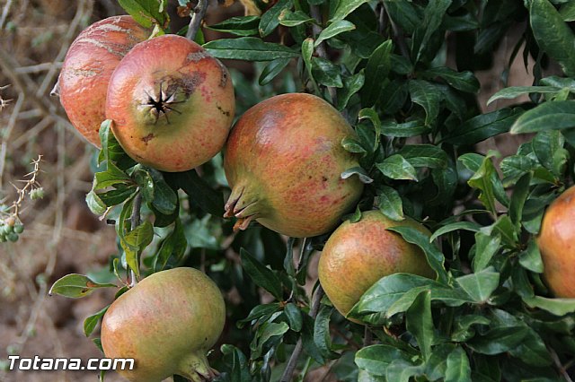 Procesin La Huerta 2016 - 163