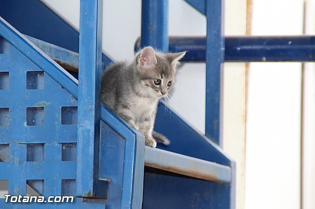 Final Copa de Ftbol Juega Limpio 2016 y trofeos - 13