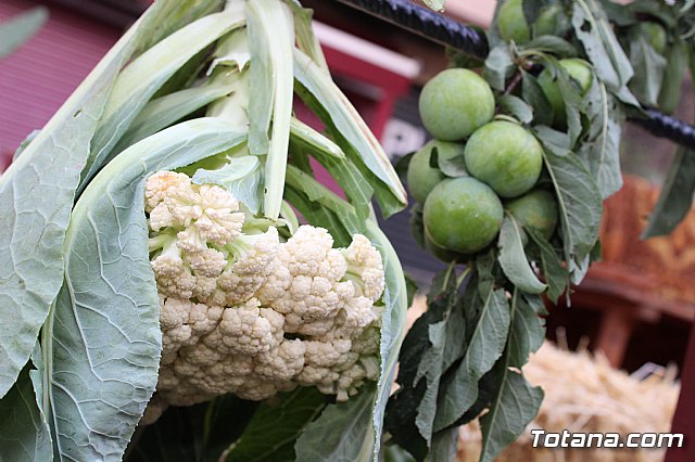 Desfile Costumbrista Gertero  y IX Festival Folklrico  - 129
