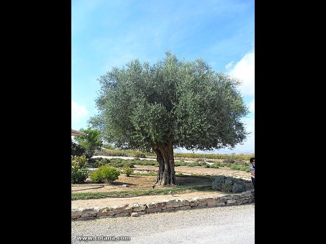 Viaje a Jumilla. Hermandad de Nuestro Padre Jess Nazareno y Santo Sepulcro de Totana - 108
