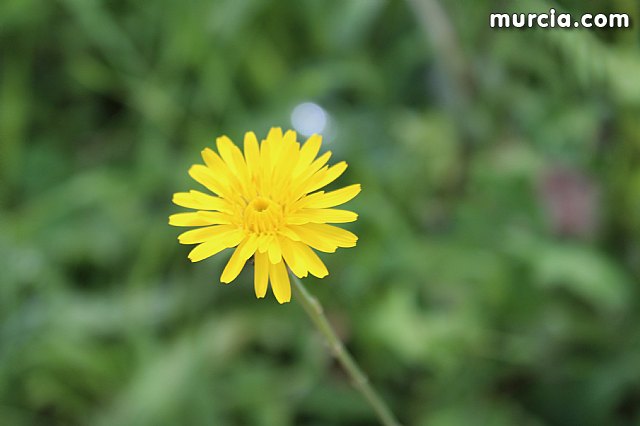 El yacimiento argrico de La Bastida abre sus puertas al pblico  - 192
