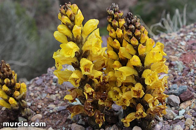 El yacimiento argrico de La Bastida abre sus puertas al pblico  - 193