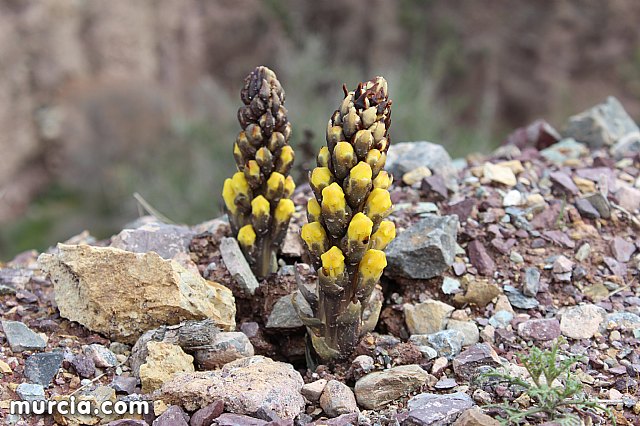 El yacimiento argrico de La Bastida abre sus puertas al pblico  - 194