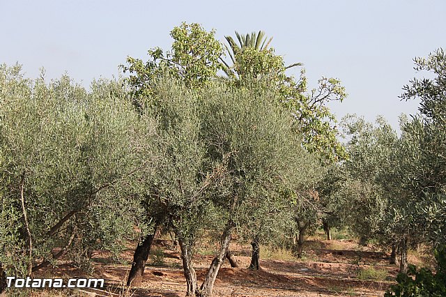 Fiestas de la Costera 2013 - 126