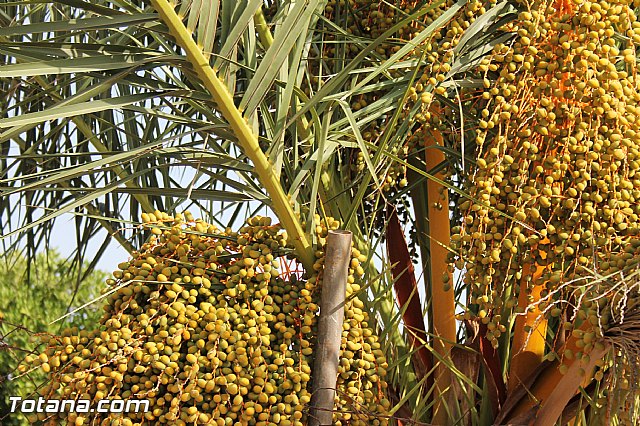 Fiestas de la Costera 2013 - 127