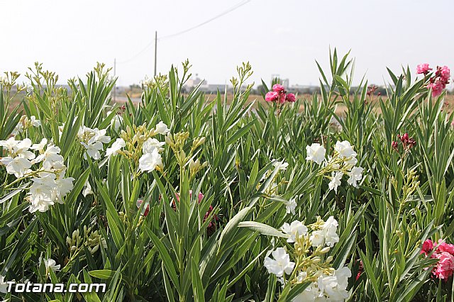 Fiestas de la Costera 2013 - 129