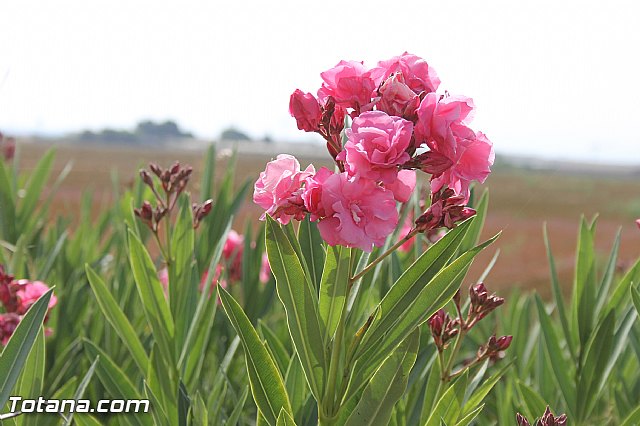 Fiestas de la Costera 2013 - 138