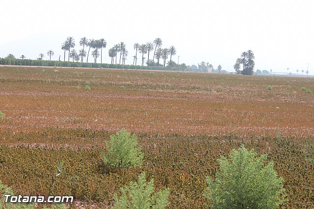 Fiestas de la Costera 2013 - 139