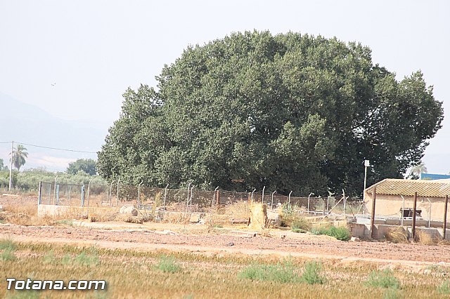 Fiestas de la Costera 2013 - 141