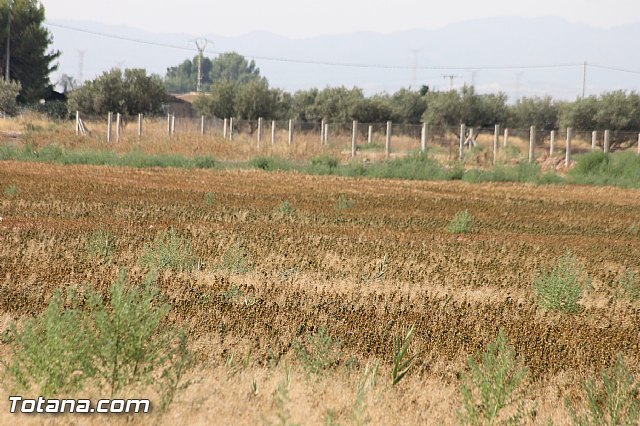 Fiestas de la Costera 2013 - 145