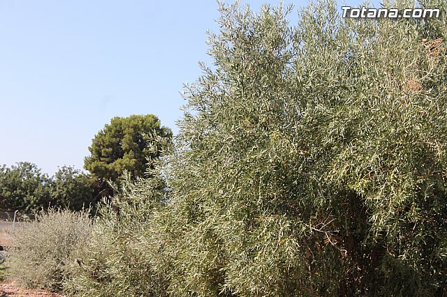 Fiestas de la Pedana de la Costera 2014 - 198