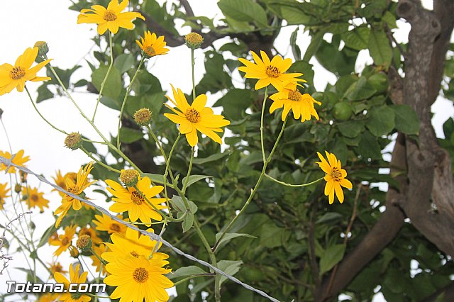 Fiestas y procesin La Huerta 2013 - 148