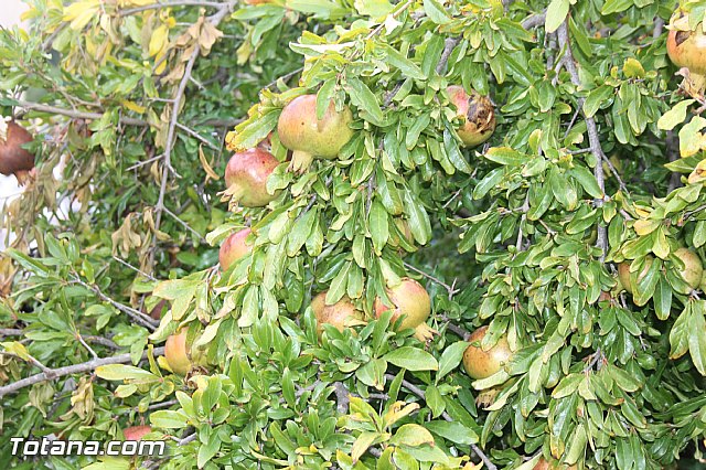 Fiestas y procesin La Huerta 2013 - 163