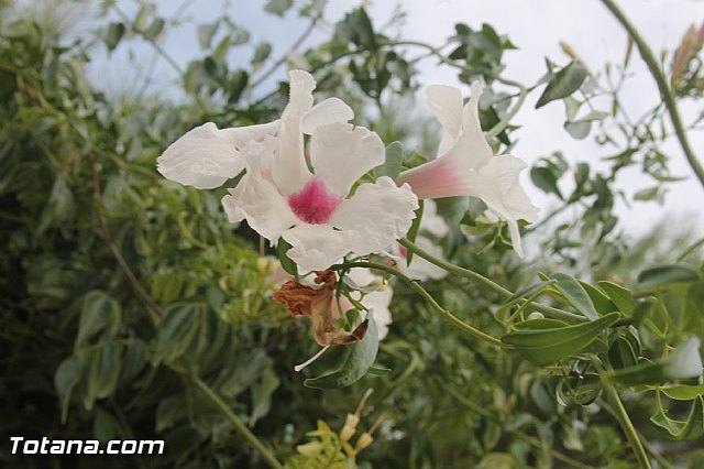 Fiestas y procesin La Huerta 2013 - 167