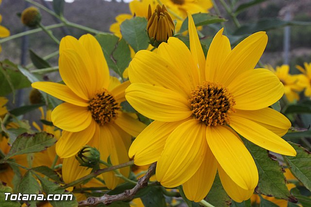 Fiestas y procesin La Huerta 2013 - 168