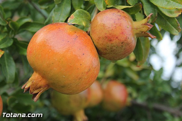 Fiestas y procesin La Huerta 2013 - 179