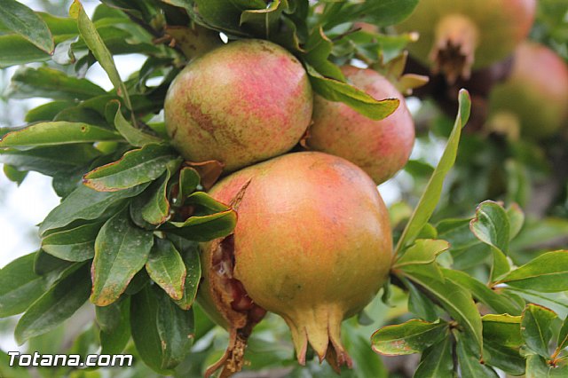 Fiestas y procesin La Huerta 2013 - 180