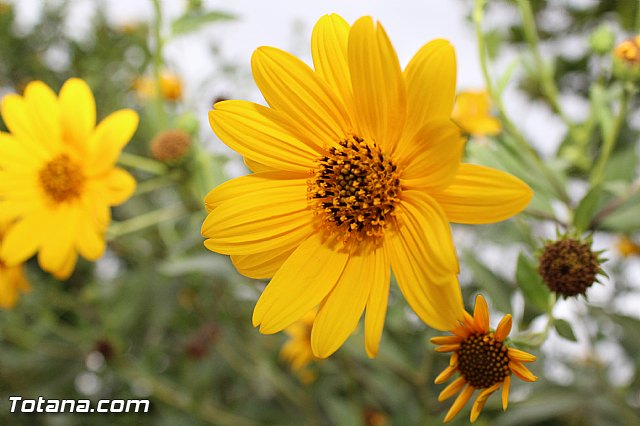 Procesin La Huerta 2015 - 147