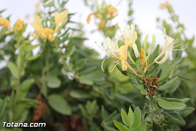 Procesin La Huerta 2015 - 149