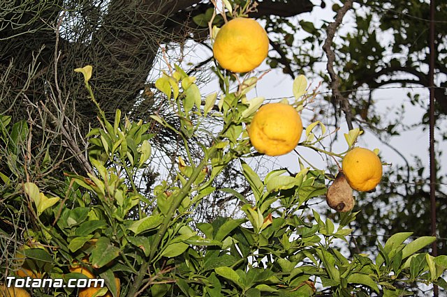 Procesin La Huerta 2015 - 165