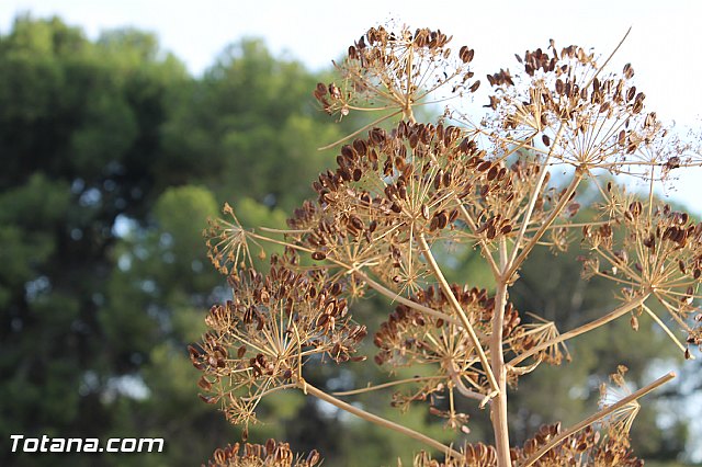 Procesin de La Huerta 2012 - 110