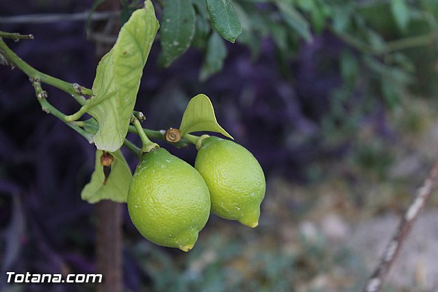 Procesin de La Huerta 2012 - 115