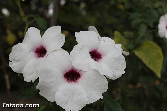 Procesin de La Huerta 2012 - 116