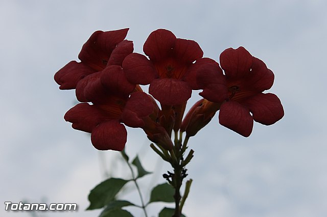 Procesin de La Huerta 2012 - 148