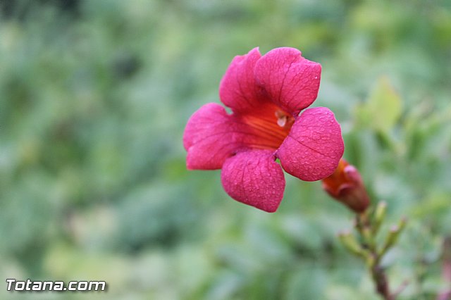 Procesin de La Huerta 2012 - 149