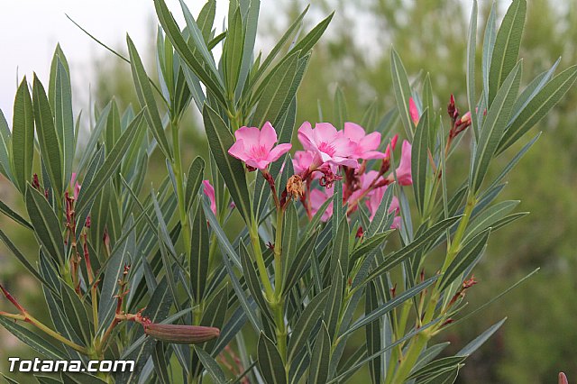 Procesin de La Huerta 2012 - 167