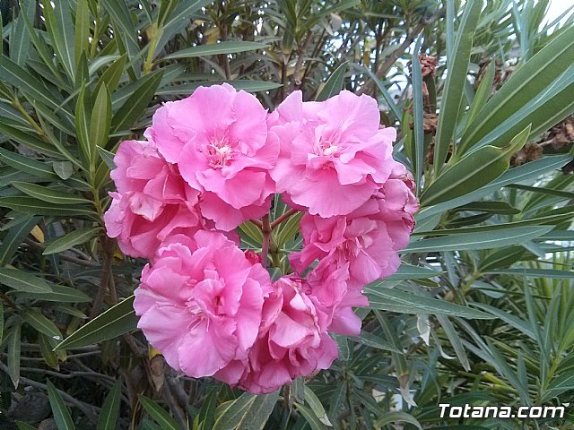La Manga. Cala del Pino, Mar Menor y Mar Mediterrneo - 17
