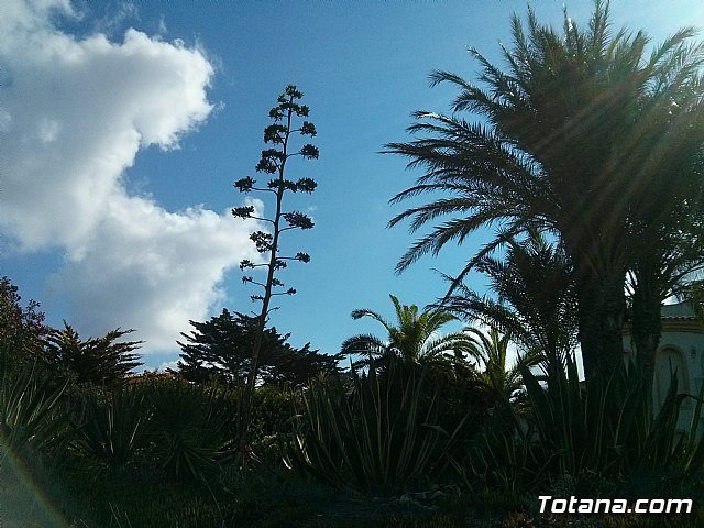 La Manga. Cala del Pino, Mar Menor y Mar Mediterrneo - 29