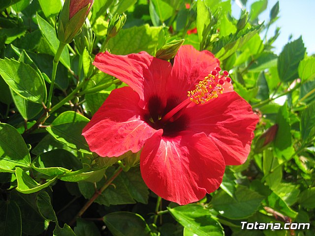 La Manga. Cala del Pino, Mar Menor y Mar Mediterrneo - 30