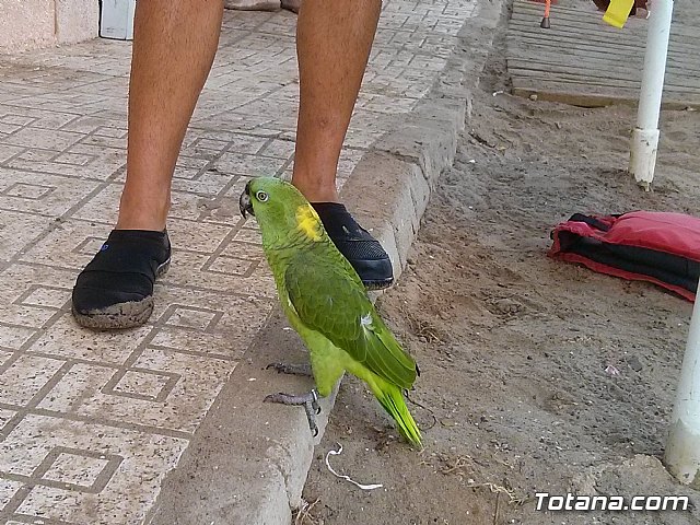 La Manga. Cala del Pino, Mar Menor y Mar Mediterrneo - 38