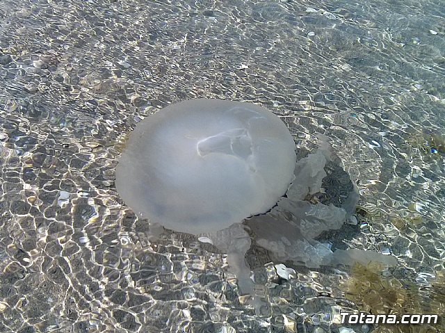 La Manga. Cala del Pino, Mar Menor y Mar Mediterrneo - 41