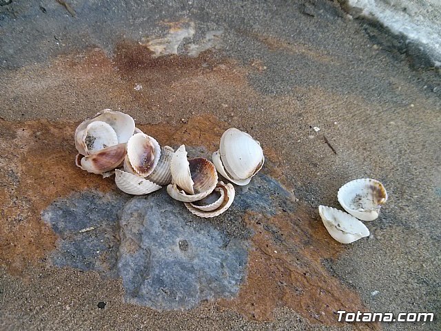 La Manga. Cala del Pino, Mar Menor y Mar Mediterrneo - 49