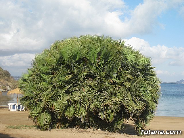 La Manga. Cala del Pino, Mar Menor y Mar Mediterrneo - 57