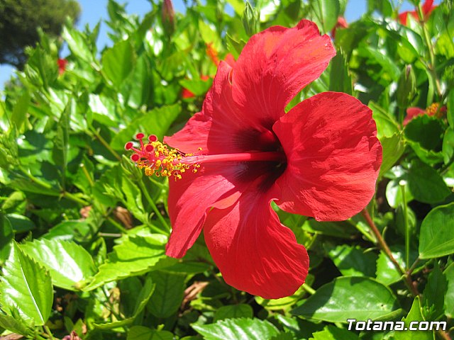 La Manga. Cala del Pino, Mar Menor y Mar Mediterrneo - 82