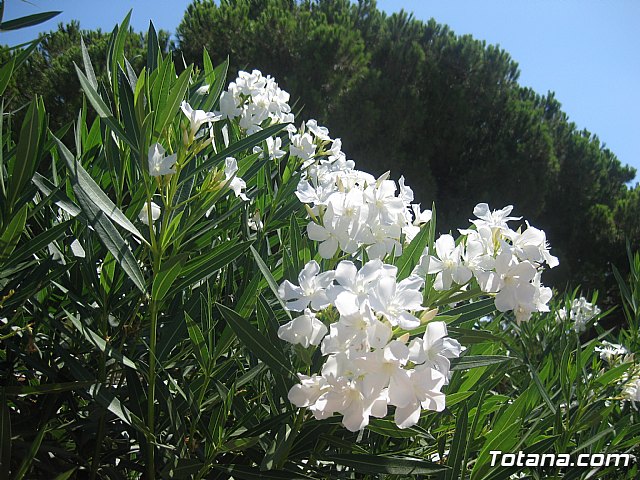 La Manga. Cala del Pino, Mar Menor y Mar Mediterrneo - 108