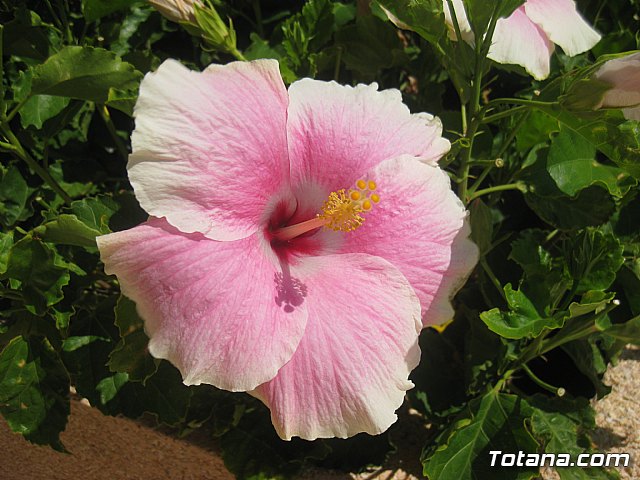 La Manga. Cala del Pino, Mar Menor y Mar Mediterrneo - 109
