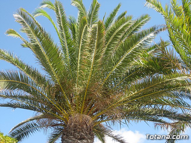 La Manga. Cala del Pino, Mar Menor y Mar Mediterrneo - 112