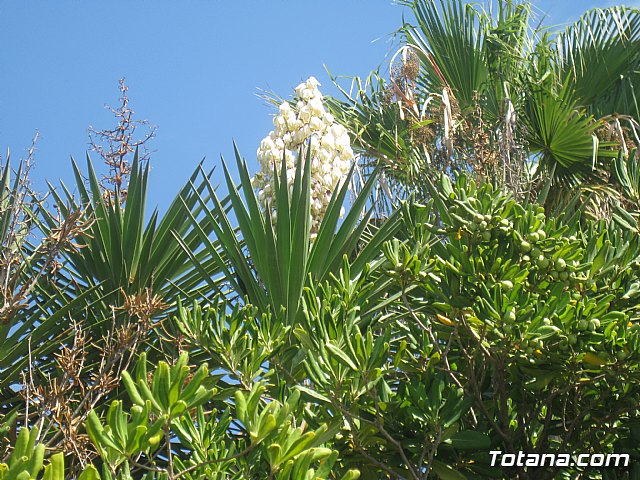 La Manga. Cala del Pino, Mar Menor y Mar Mediterrneo - 113