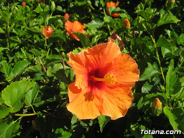 La Manga. Cala del Pino, Mar Menor y Mar Mediterrneo - 117