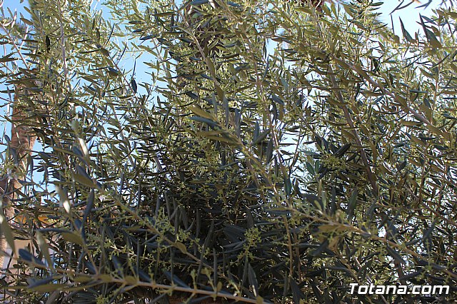 Bendicin del Jardn Hdad de La Pos - 77