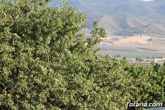 Misa y procesin Fiestas de Lbor 2017 - 4