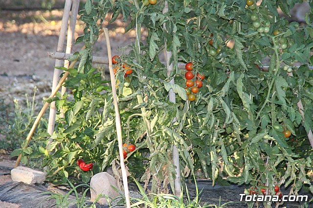 Misa y procesin Fiestas de Lbor 2017 - 135