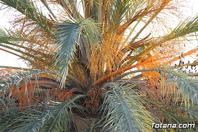 Misa y procesin Fiestas de Lbor 2017 - 148